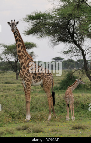 Stock photo of a giraffe cow and calf standing together in the Ndutu woodland, Tanzania, 2009. Stock Photo