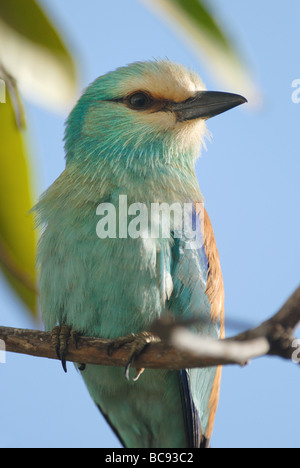 Abyssinian Roller sitting in a tree in The Gambia Stock Photo