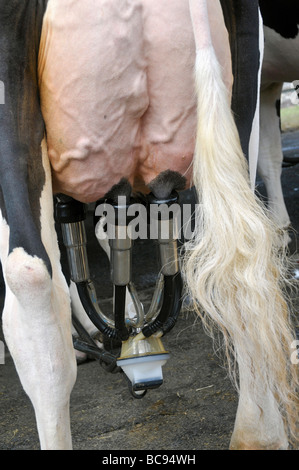 Close-up on the udder of the cow and the milking machine Stock Photo