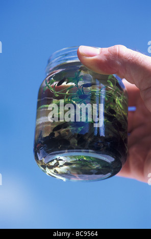 Tadpoles in a jam jar being held by a human hand Stock Photo