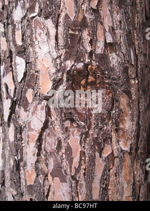 SCOTS PINE bark - Pinus sylvestris Stock Photo