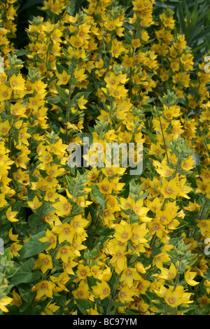 Dotted Loosestrife Lysimachia punctata Taken At Chester Zoo, England, UK Stock Photo