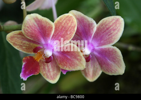 Moth Orchid Phalaenopsis Hybrid Taken At Chester Zoo, England, UK Stock Photo
