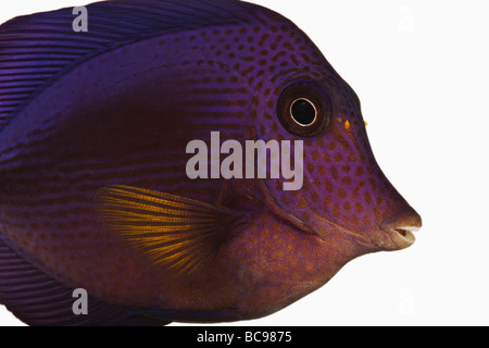 Purple tang fish Zebrasoma xanthurum Marine reef fish also known as Yellowtail Sailfin Tang Dist Red Sea Arabian Sea Stock Photo
