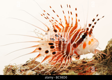 Spotfin Lion fish Tropical marine reef fish Stock Photo