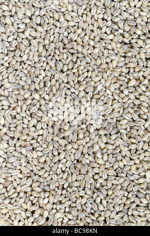 Pearl barley Stock Photo