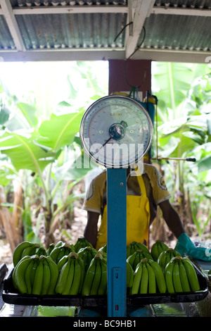 Fairtrade bananas Dominican Republic Stock Photo