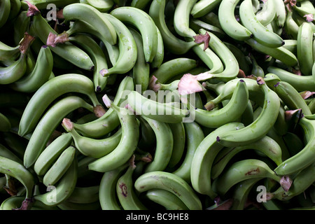 Fairtrade bananas Dominican Republic Stock Photo