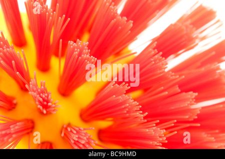 Macro of some synthetic coloured bristles Stock Photo