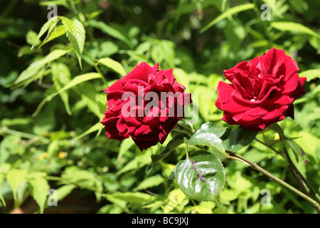 Climbing Rose variety Dublin Bay  in a garden Cheshire England Stock Photo