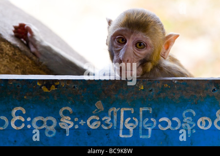 Curious monkey looking behind a sign in Myanmar Stock Photo