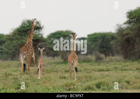 Stock photo of a Masai giraffe family walking away, Ndutu, Tanzania, February 2009. Stock Photo