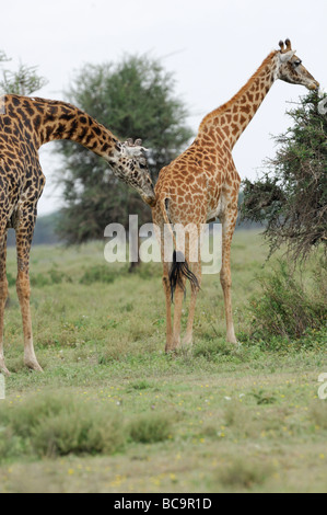 Stock photo of a giraffe eating an acacia tree, with a male giraffe displaying breeding behavior,  Ndutu, Tanzania, 2009. Stock Photo