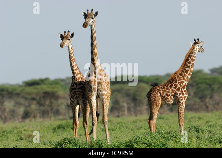 Stock photo of three giraffes standing together, Ndutu, Tanzania, 2009. Stock Photo