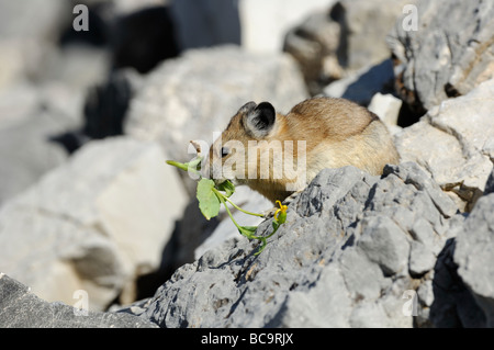 wasatch mountains pika flower 2008 alamy