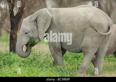 Stock photo of an elephant calf standing by his mother, Ndutu, Tanzania, 2009. Stock Photo