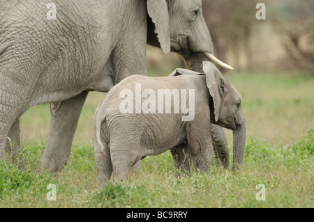 Stock photo of an elephant calf standing by his mother, Ndutu, Tanzania, 2009. Stock Photo