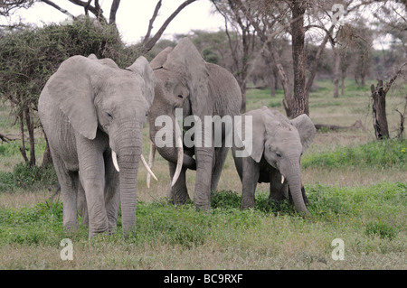 Stock photo of a family of elephants standing in the woodland of Ndutu, Tanzania, 2009. Stock Photo