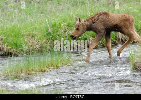 Stock photo of a moose calf walking through a creek, Yellowstone National Park, 2009. Stock Photo
