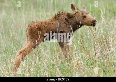 Stock photo profile of a moose calf standing in a meadow, Yellowstone National Park, 2009. Stock Photo