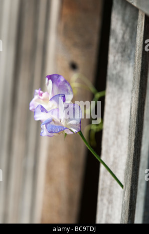 Lathyrus odoratus. Sweet pea 'Blue ripple' flowers poking through a garden bench Stock Photo