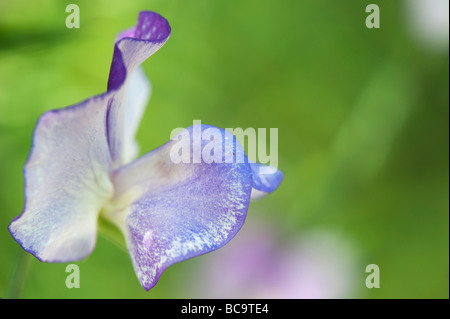 Lathyrus odoratus, Sweet pea 'Blue ripple' flower Stock Photo