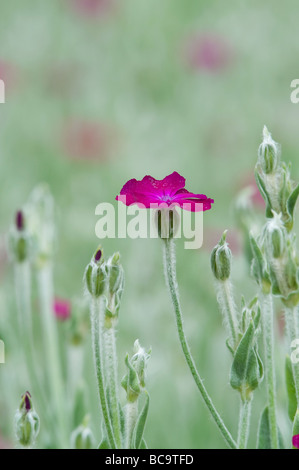 Lychnis coronaria. Rose campion flowers Stock Photo