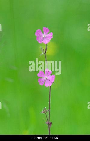 Silene dioica. Red Campion. Wildflower Stock Photo