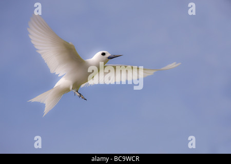 Fairy Tern hovers before landing Stock Photo