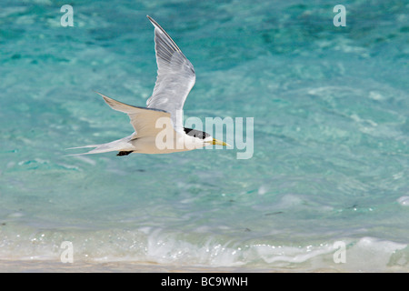 Greater Crested Tern in flight Stock Photo