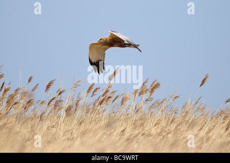 Marsh Harrier circus aeruginosus male bird in flight over reed bed Norfolk UK March Stock Photo