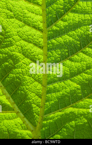 Gunnera manicata leaf close up and backlit Stock Photo