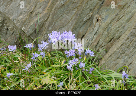 Spring Squill scilla verna in flower growing on coastal cliffs UK May Stock Photo