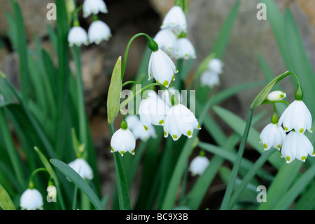 Summer Snowflake leucojum aestivum close up of flower heads UK April Stock Photo