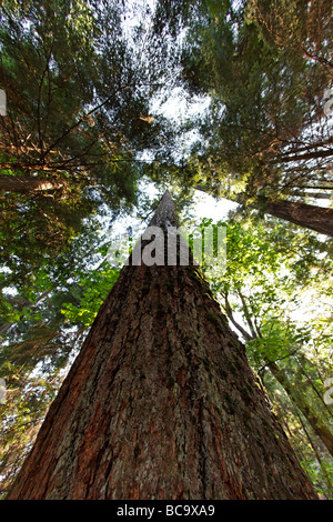 Giant Redwood tree in Cathedral Grove National Park on Vancouver Island Canada North America Stock Photo
