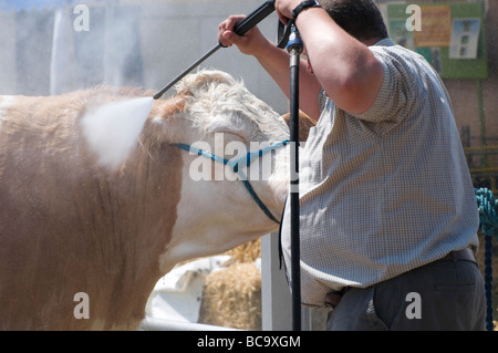 farmer pressure washing prize bull, royal norfolk show, norwich, england Stock Photo