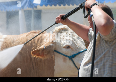 farmer pressure washing prize bull, royal norfolk show, norwich, england Stock Photo