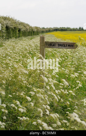 Public bridleway sign amongst hedge parsley on side of country road Norfolk UK May Stock Photo