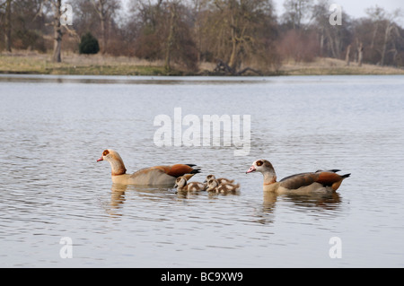Egyptian Geese alopochen aegyptiacus male and female with goslings on water Holkham ParkUK March Stock Photo