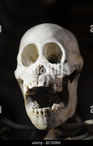 Primate skull on display against a black background. Stock Photo