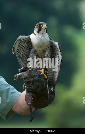 Falco peregrinus. Peregrine falcon on a falconers gloved hand feeding Stock Photo
