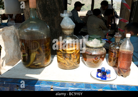 A row of different sized jars of snake wine fermented int rice whiskey at a riverside bar in Luang Prabang Laos Stock Photo