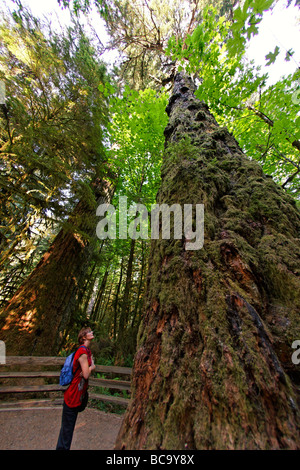 old giant redwood Trees in Cathedral Grove National Park on Vancouver Island Canada North America Stock Photo
