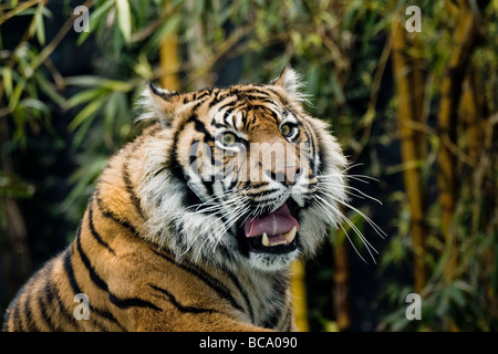 endandered species sumatran tiger Stock Photo