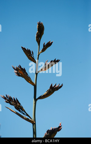 New Zealand Flax flower stock Phormium tenax Stock Photo