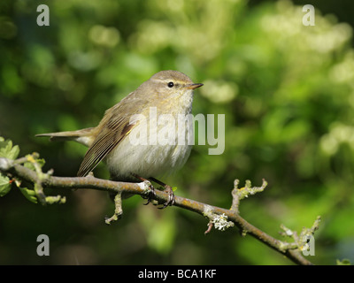 Chiffchaff, Phylloscopus collybita, perched on hawthorn branch Stock Photo