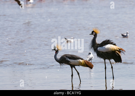 Black Crowned Crane Balearica pavonina NAKURU NATIONAL PARK KENYA EAST Africa Stock Photo