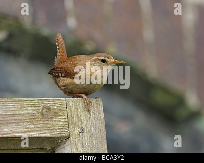 Wren, Troglodytes troglodytes, perched on old wooden window frame Stock Photo