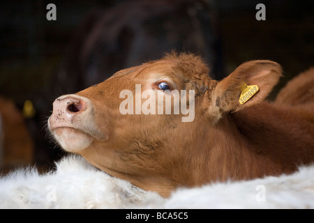 Aberdeen Angus South Devon Cross cattle Stock Photo