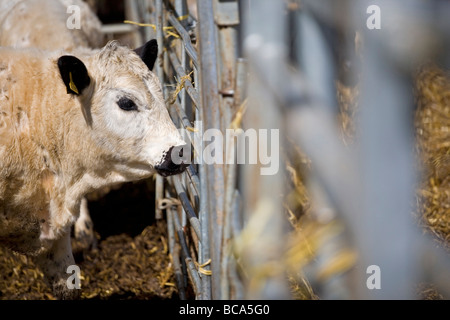 White Park Cattle Stock Photo